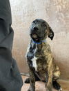 adoptable Dog in van nuys, CA named BLUEY
