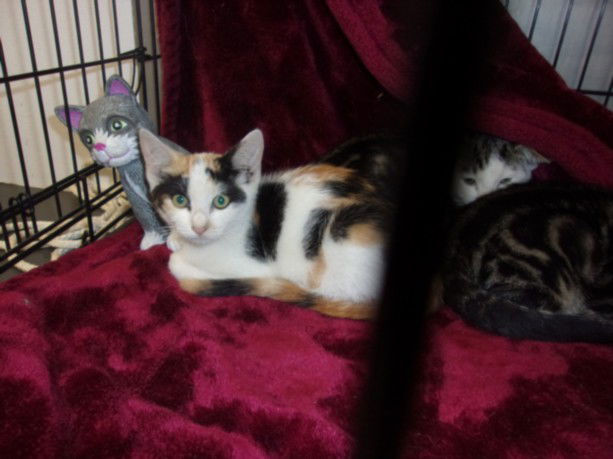 adoptable Cat in Van Nuys, CA named BAILY