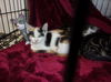 adoptable Cat in van nuys, CA named BAILY
