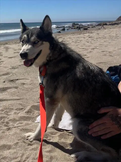 Winter - Siberian Husky