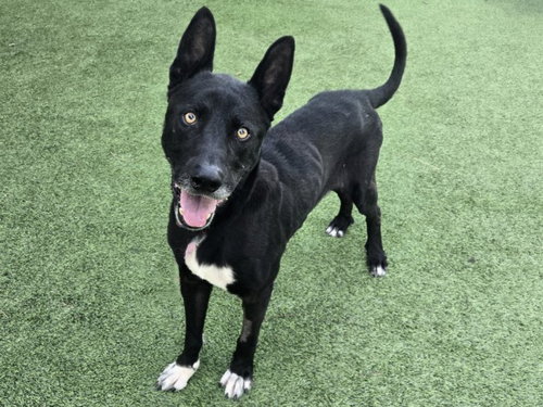 NELSON - Labrador Retriever available for adoption