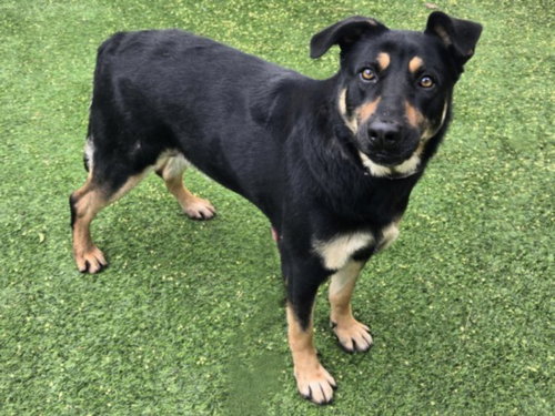 MAGDA - Rottweiler available for adoption