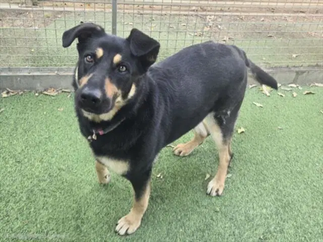 Magda - Rottweiler