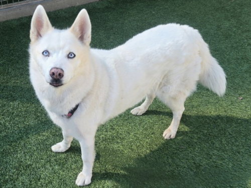 KAHLEESI - Husky available for adoption
