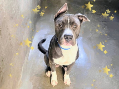 ELLIS - Pit Bull Terrier available for adoption