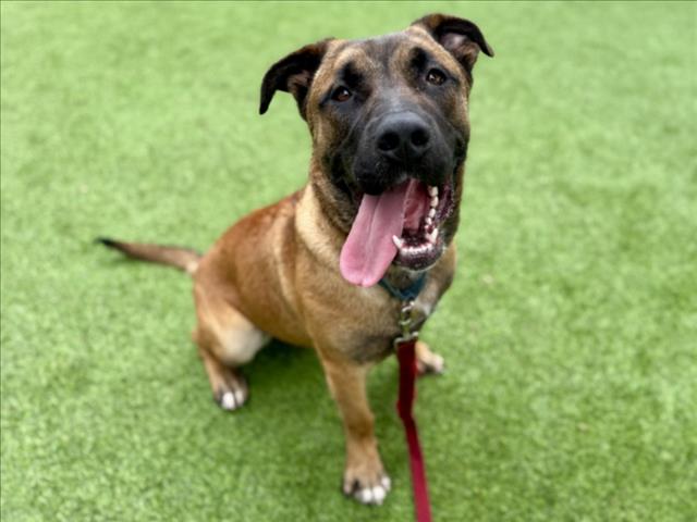 Black Mouth Cur