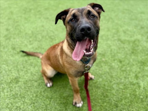 CHRIS - Black Mouth Cur available for adoption