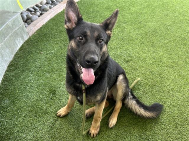 German Shepherd