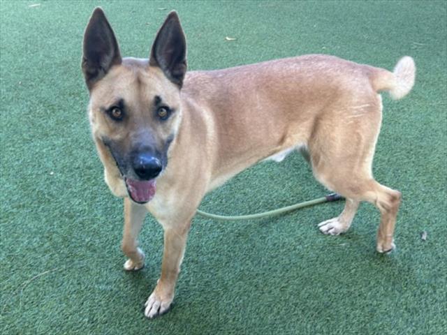 German Shepherd