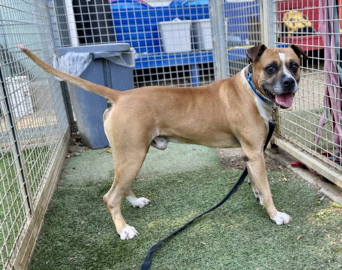 picture of the dog needing adoption