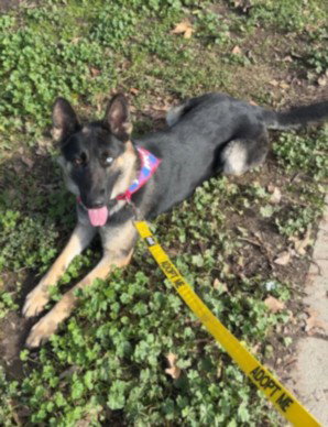 German Shepherd