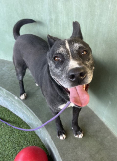LUNA, an adoptable Pit Bull Terrier in Van Nuys, CA