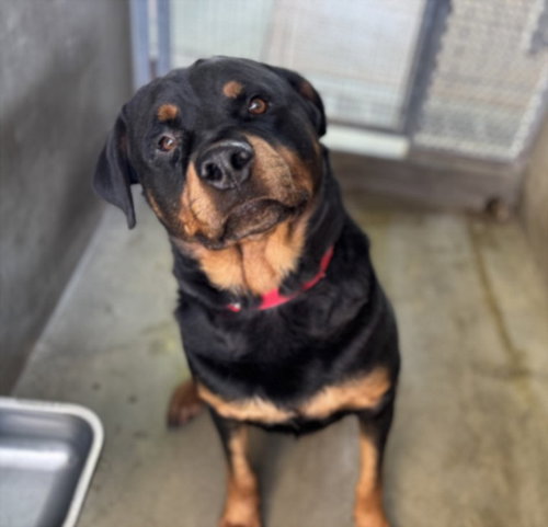 picture of the dog needing adoption
