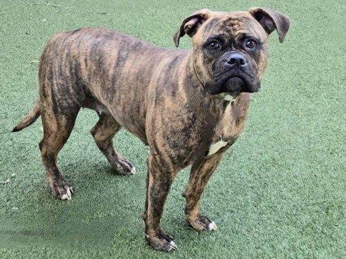 KOKO - Boxer available for adoption