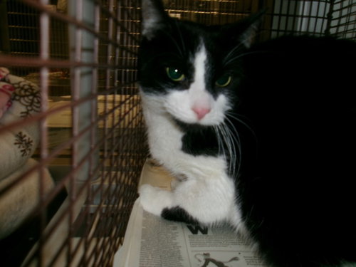 picture of the cat needing adoption