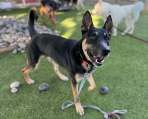 picture of the dog needing adoption