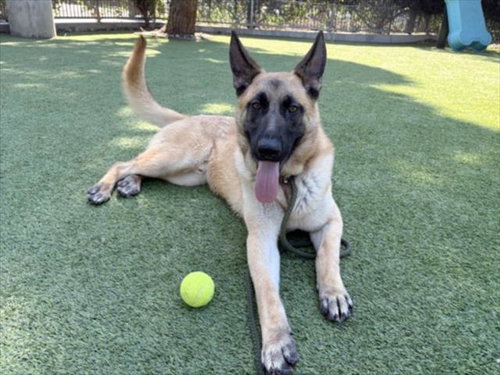 ANDY, an adoptable German Shepherd Dog in Van Nuys, CA