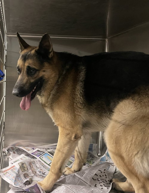 picture of the dog needing adoption