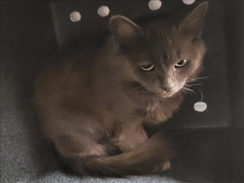 IVY, an adoptable Domestic Medium Hair in Van Nuys, CA