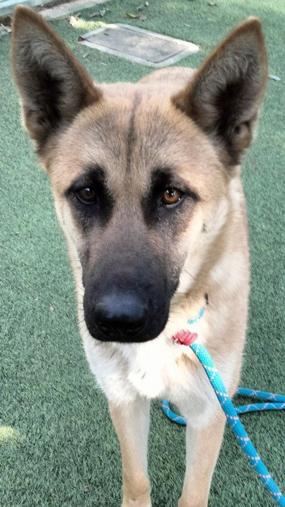 Nala