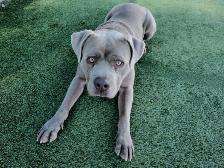 Pit Bull