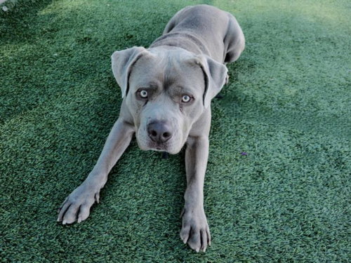 picture of the dog needing adoption