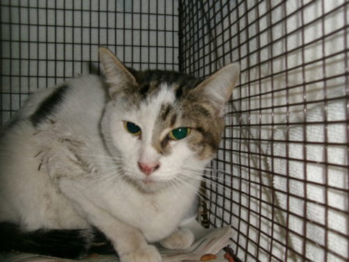 STORM, Adult Domestic Short Hair (medium coat), cat for adoption in La Puente, California