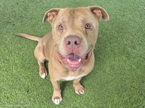 picture of the dog needing adoption