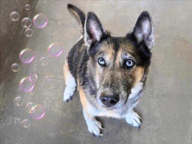 German Shepherd