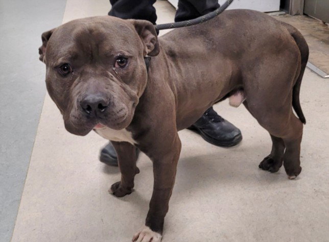 Pit Bull