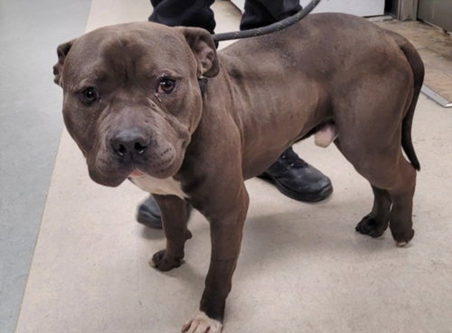 picture of the dog needing adoption