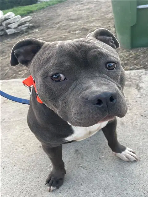 Bill - Pit Bull Terrier