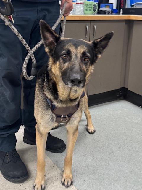 German Shepherd
