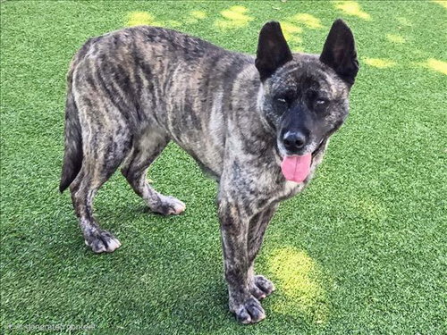 picture of the dog needing adoption