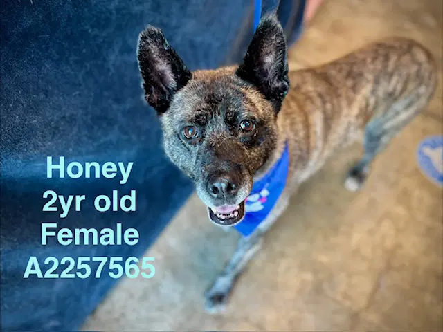 Honey - Akita