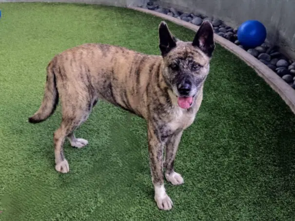 Poppy - Akita