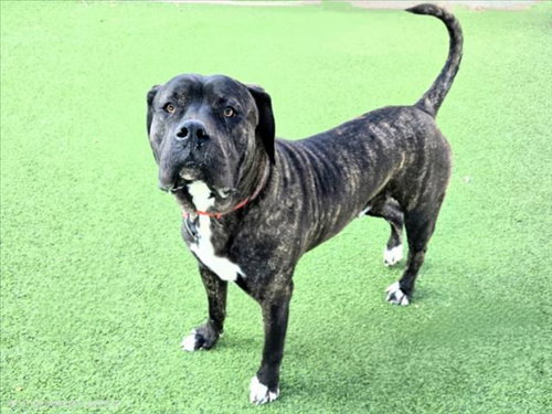 picture of the dog needing adoption