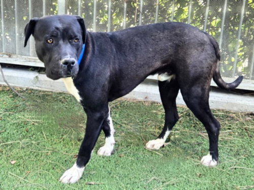 picture of the dog needing adoption