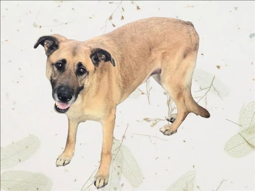 picture of the dog needing adoption