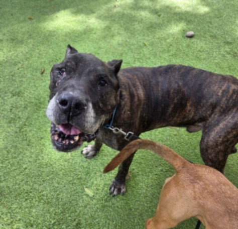 Mastiff