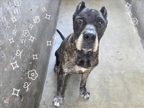picture of the dog needing adoption