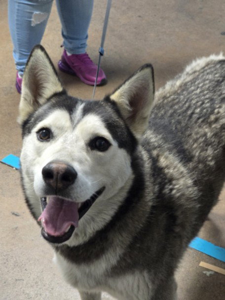 picture of the dog needing adoption