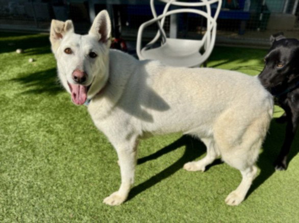 German Shepherd