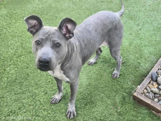 Tampa - Mexican Hairless