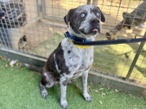 picture of the dog needing adoption