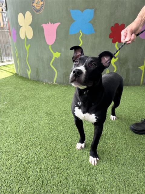 picture of the dog needing adoption
