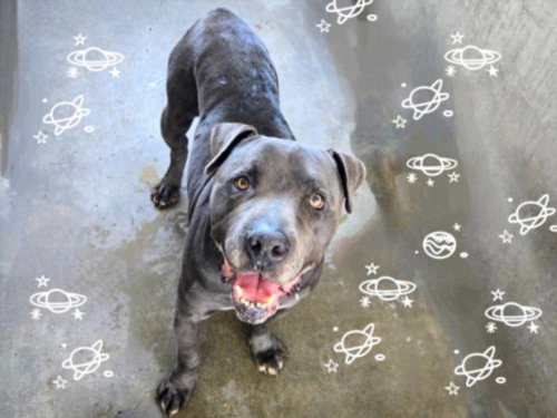 picture of the dog needing adoption