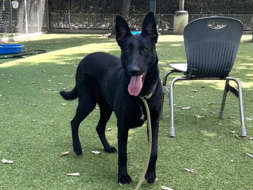 picture of the dog needing adoption