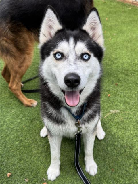 LEYA, an adoptable Siberian Husky in Van Nuys, CA