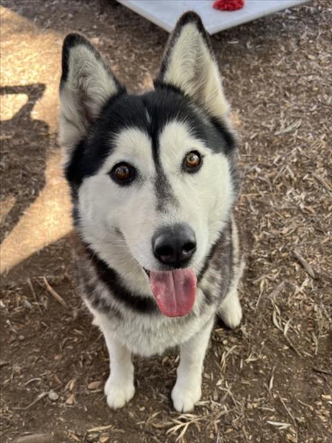 picture of the dog needing adoption